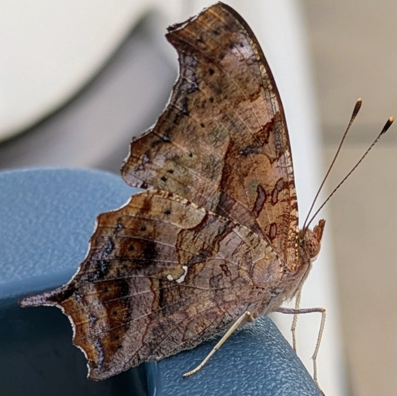 ♥️ - Picture 8 of 11